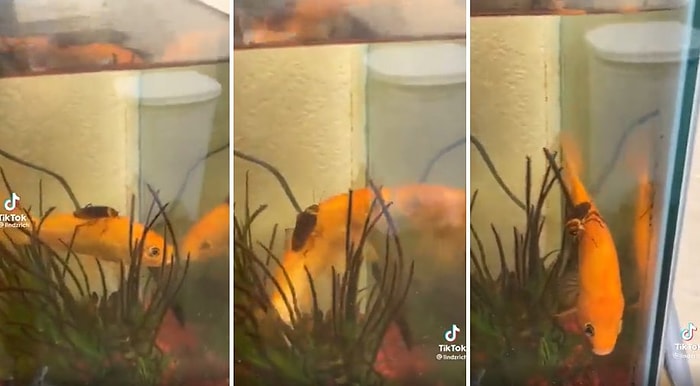 Benim Rüyaların Saçmalık Seviyesi: Akvaryumdaki Süs Balığının Üzerine Binen Hamam Böceği