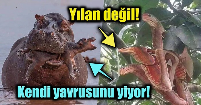 Doğanın Vahşi Yüzünü Bizlere Gösterirken Hepimizin Ürkmesine Neden Olan Birbirinden Korkutucu 15 Fotoğraf
