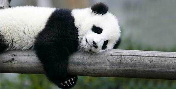 13. Ve son olarak, içeriğimizi ilginç bir bilgiyle noktalayalım: Pandalar diğer hayvanlar gibi yer seçmezler ve her an her yerde kıvrılıp uyuyabilirler. Çok tatlı değil mi?