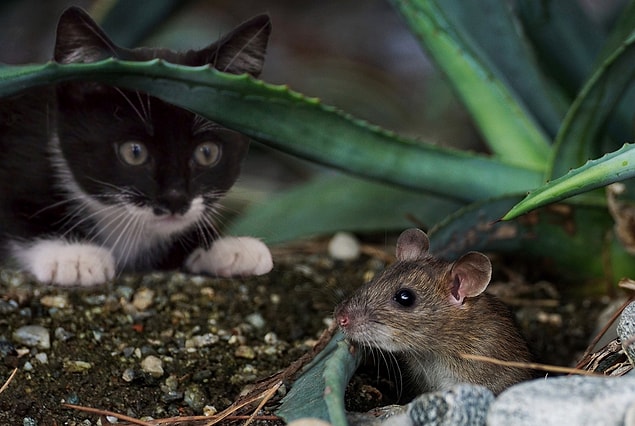 27. Les chats récompensent les gens.