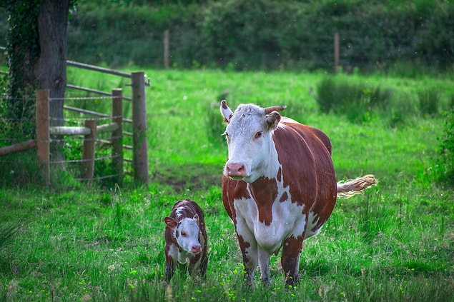 24. Aussi émotives que soient les vaches, elles peuvent être mortelles si elles se sentent menacées.