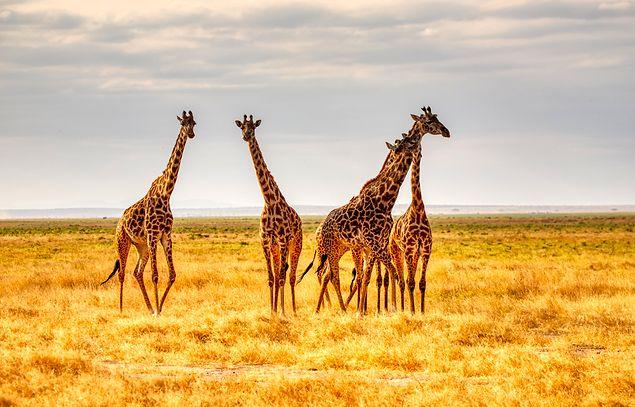 12. La majorité des girafes mâles sont homosexuelles.