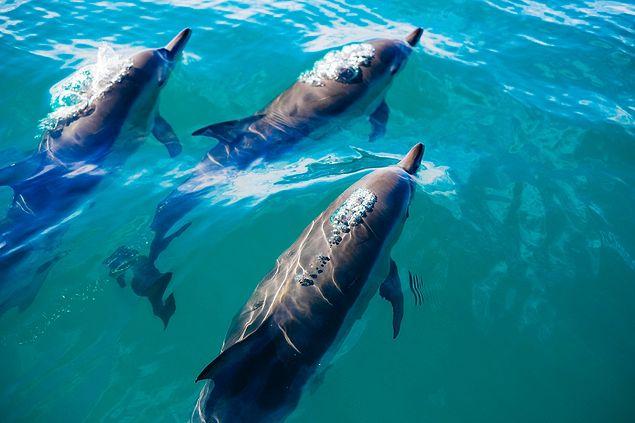 8. On dit que les dauphins aident les naufragés.