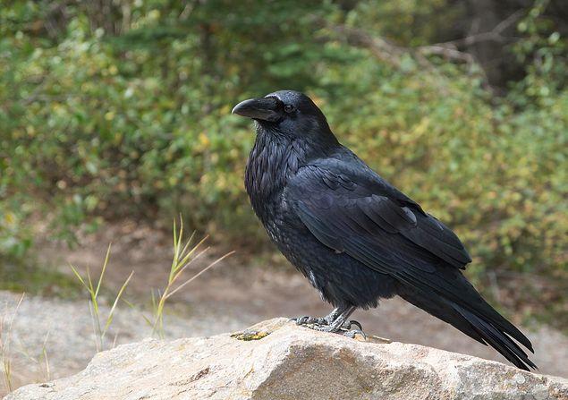 6. Les corbeaux sont des créatures vengeresses.
