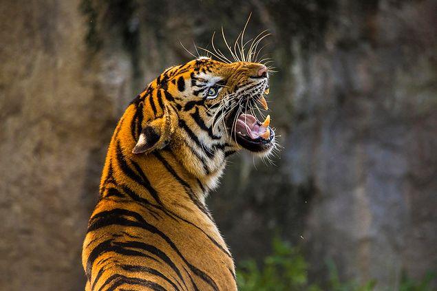 5. Les tigres sont l'un des animaux les plus vengeurs de la planète.