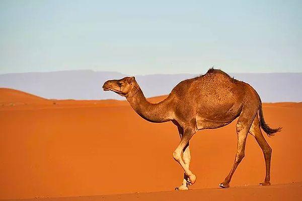 8. Suudi Arabistan Avustralya'dan deve ithal ediyor.