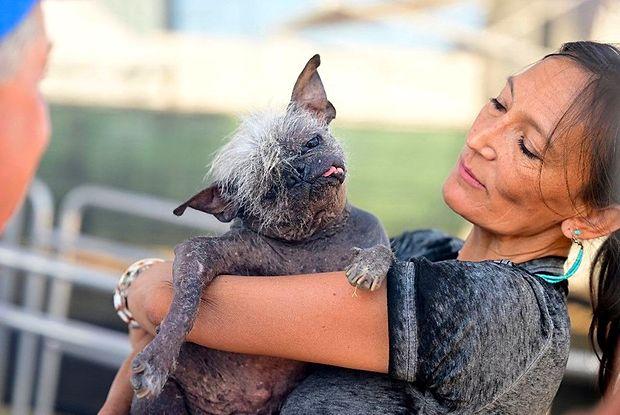 Kaliforniya'da Düzenlenen 'Dünyanın En Çirkin Köpeği' Yarışmasında Kaydedilen Sevimli Görüntüler