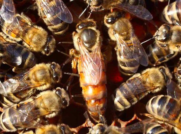 Peki diğer arılardan daha uzun süre yaşayan, kovanın kraliçe arısı ne yapıyor?