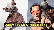 Yarışmanın Kazananı Belli Oldu: Dünyanın En Çirkin Köpeği 'Bay Mutlu Yüz' ile Tanışmaya Hazır Olun!