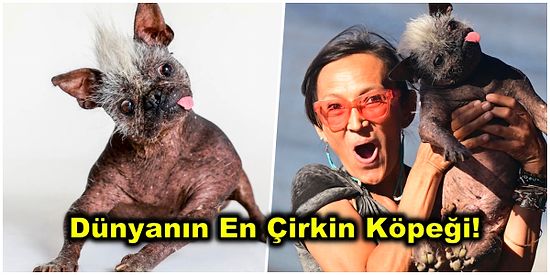 Yarışmanın Kazananı Belli Oldu: Dünyanın En Çirkin Köpeği 'Bay Mutlu Yüz' ile Tanışmaya Hazır Olun!