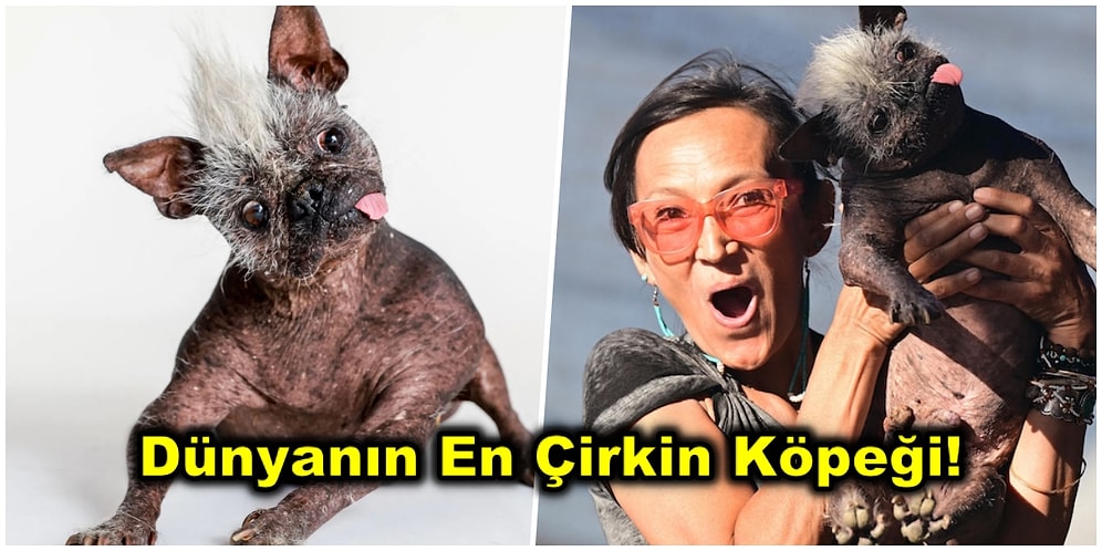 Yarışmanın Kazananı Belli Oldu: Dünyanın En Çirkin Köpeği 'Bay Mutlu Yüz' ile Tanışmaya Hazır Olun!