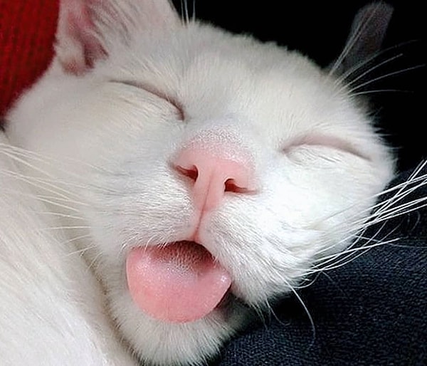 Ему удалось полностью выздороветь благодаря заботе и заботе Тани.