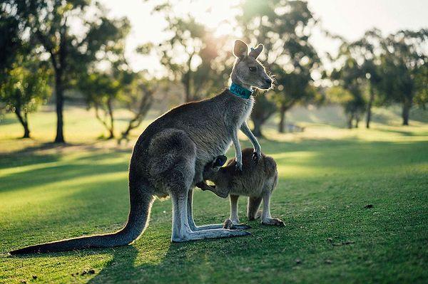 2. Avusturalya'da kanguruları sevmeyin!