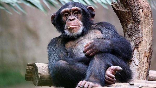 4. Tıpkı insanlar gibi erkek maymunlar da zamanla kelleşebilir.