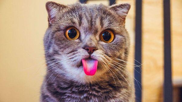 19. Kedilerin dillerinde tatlı reseptörleri olmadığı için şekerli yiyeceklerin tadını alamazlar.