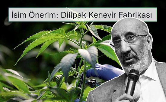 Dilipak Bunu Beğendi: Rize'de Kenevir Fabrikası Kurulacak