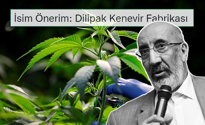 Dilipak Bunu Beğendi: Rize'de Kenevir Fabrikası Kurulacak