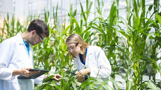 Tarımsal Genetik Mühendisliği 2022 Taban Puanları ve Başarı Sıralaması (4 Yıllık)
