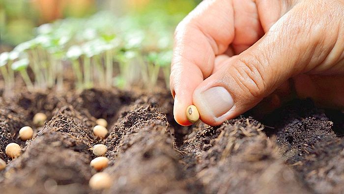 Tohum Bilimi ve Teknolojisi 2022 Taban Puanları ve Başarı Sıralaması (4 Yıllık)