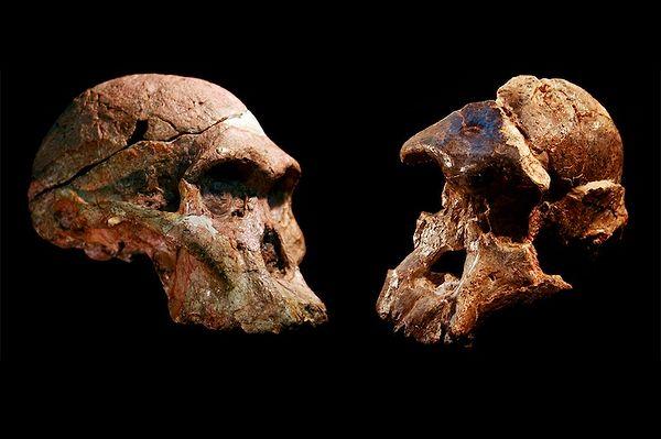 "İnsanlığın Beşiği"ndeki fosiller, 1 milyon yıl daha eski olabilir!