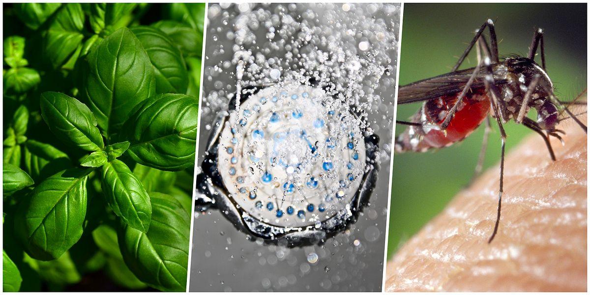 Bunları Yaparsanız Sinekler Size Yaklaşmayacak: Sivrisinek ve  Karasineklerden Korunmanızı Sağlayacak Yöntemler