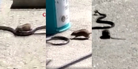 Ciğerimiz Kalmamıştır: Antalya'da Bir Fare, Yavrusunu Yiyen Yılanı Durduramayınca Evladının Yem Oluşunu İzledi