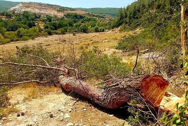 Orman Yangınlarıyla Mücadeleye Çözüm Ağaç Kesimi: Dünya Ortalamasının 4 Katı Olacak