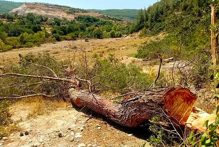 Orman Yangınlarıyla Mücadeleye Çözüm Ağaç Kesimi: Dünya Ortalamasının 4 Katı Olacak