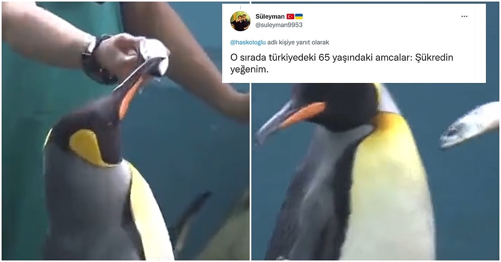 Japonya'da Artan Yem Fiyatlarına Penguenler ve Su Samurlarından Protesto: Ucuz Yem Yemeyi Reddettiler