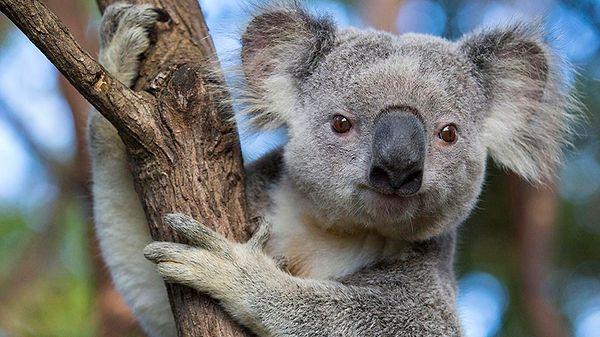Sana sarılmayı bekleyen koala