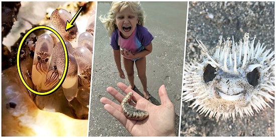 Bu Hayatı Seyretmeye Gelmişiz: İnsanların Plajda Buldukları Tuhaf Şeyleri Görünce "Yok Artık!" Diyeceksiniz!