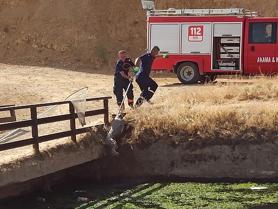 Sulama Kanalına Düşen 3 Köpeğin Kare Kare Kurtarılma Anları