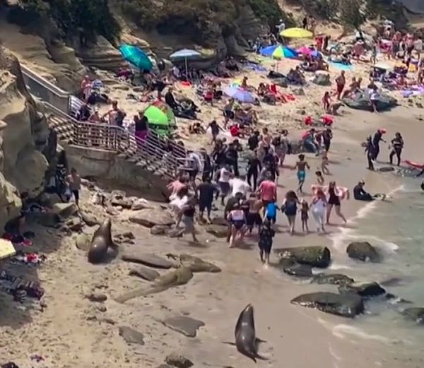 13. ABD’nin California eyaletinde yer alan bir bölgede 2 deniz aslanının denizden çıkarak plajdaki turistleri kovalamasının ardından deniz aslanları kimseye zarar vermeden tekrardan denize girdiler.