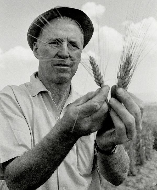15. Tarihteki en etkili adamlardan biri bir tarım bilimcisiydi! Norman Borlaug, 4 kat daha fazla yiyecek veren yeni mahsul türleri geliştirdi. Bir milyardan fazla insanın hayatını kurtardığı söyleniyor!