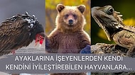 Hayvanlar Dünyasıyla İlgili Daha Önce Hiç Duymadığınız Birbirinden Enteresan Bilgiler