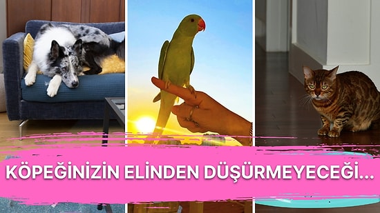 Evcil Hayvanlarınız İçin Harika Ürün Önerileri