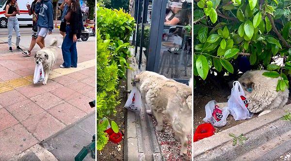 Eskişehir'de bulunan bir işletme tarafından kapıya konulan kuru mamayı her gün teslim alan sokak köpeği, o mamaları evi bellediği alana getirerek afiyetle yiyor.
