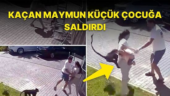 Rusya'da Kaçan Maymunun 2 Yaşındaki Ukraynalı Mülteciyi Ağır Yaraladığı Korkunç Anlar