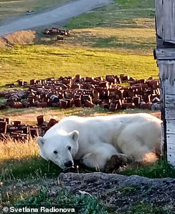 Ранее житель Диксона пытался снять жестянку, когда медведь приблизился к его дому.