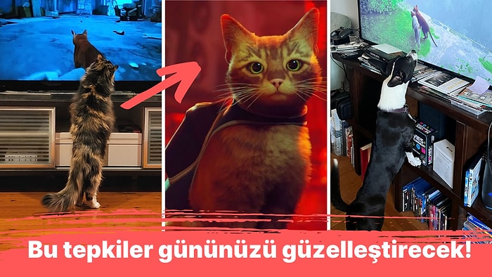 Son Günlerin Popüler "Kedi Oyunu" Stray'e Evcil Hayvanların Verdiği İçinizi Isıtacak Tepkiler