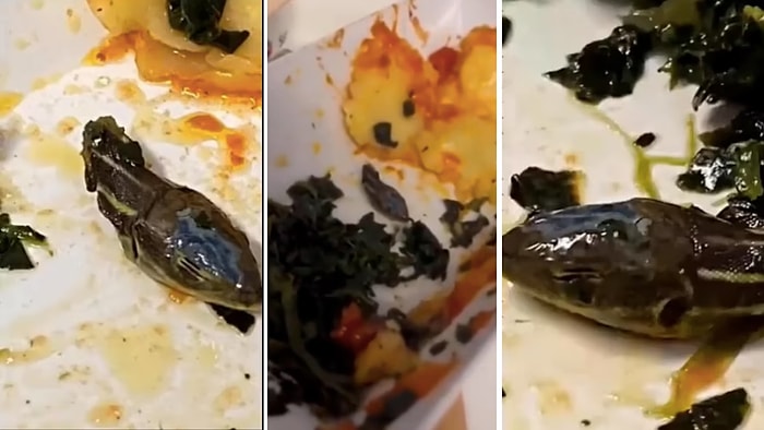 Стюард турецкой авиакомпании обнаружил голову змеи в своем завтраке после того, как съел большую его часть