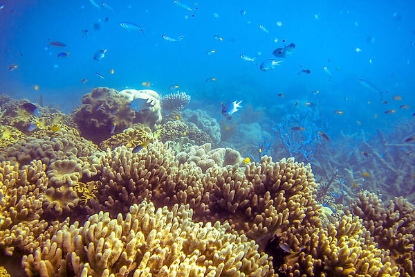 14. Дно океана покрыто мертвыми и разлагающимися организмами, а также фекалиями живых организмов