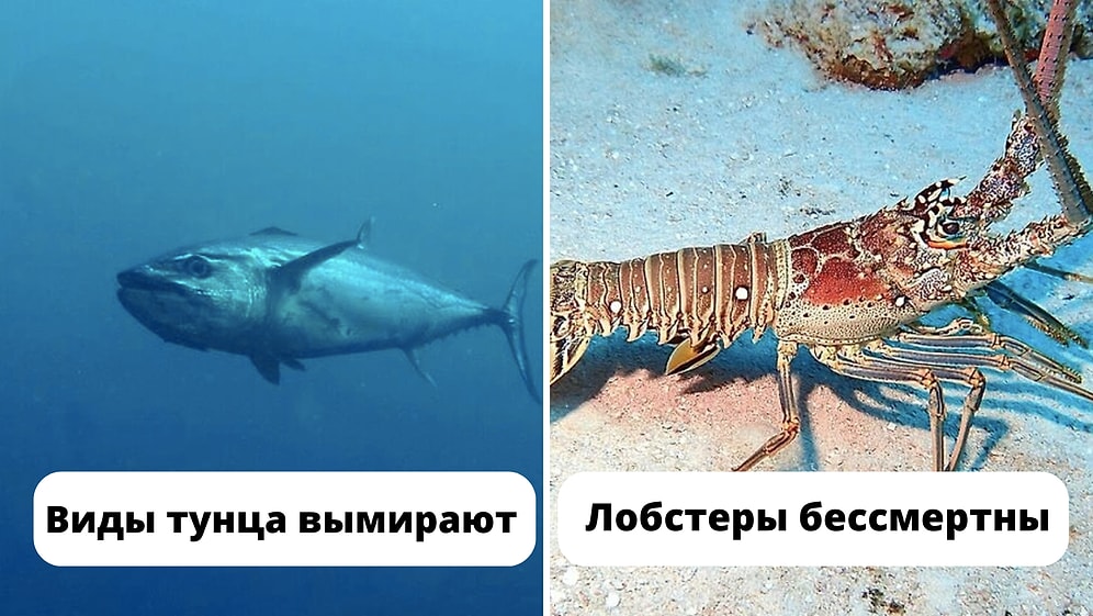 16 интересных и немного криповых фактов об океане и его обитателях