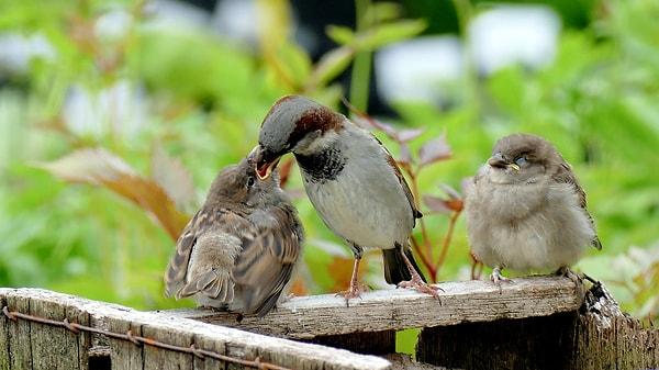 2. Yavru kuşlar babasız büyüdüklerinde ötmekte zorlanıyorlar...