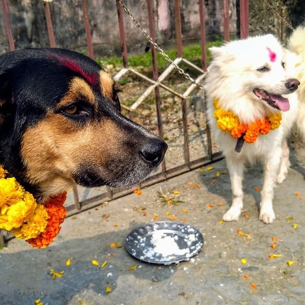 Festivalin yalnızca 2. gününde köpeklere hizmet edilirken, geri kalan festival sürecinde Nepal'deki insanlar evlerini ve avlularını temizlerler.