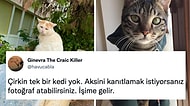 Çirkin Kedi Olmadığını Kanıtlarmışçasına Kedi Fotoğrafı Paylaşan Kullanıcılar Gözlerinizden Kalpler Çıkartacak