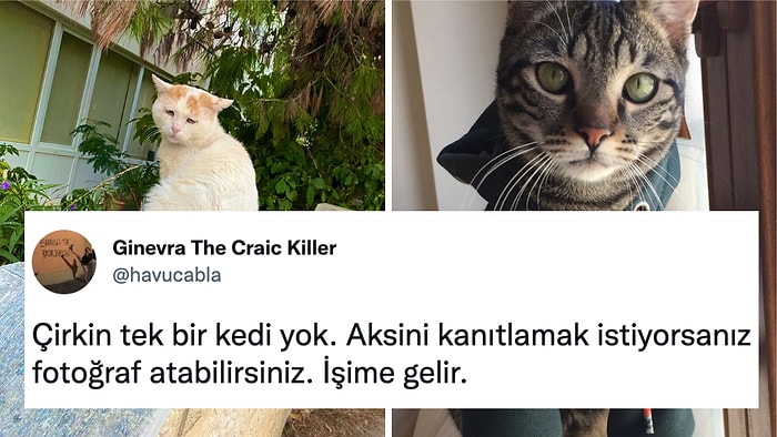 Çirkin Kedi Olmadığını Kanıtlarmışçasına Kedi Fotoğrafı Paylaşan Kullanıcılar Gözlerinizden Kalpler Çıkartacak