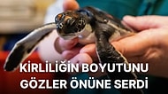 Yavru Deniz Kaplumbağası Kurtarıldıktan Sonra 6 Gün Boyunca Plastik Dışkıladı