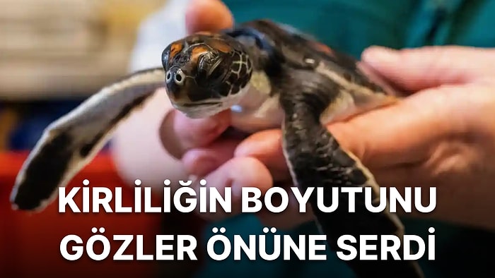 Yavru Deniz Kaplumbağası Kurtarıldıktan Sonra 6 Gün Boyunca Plastik Dışkıladı