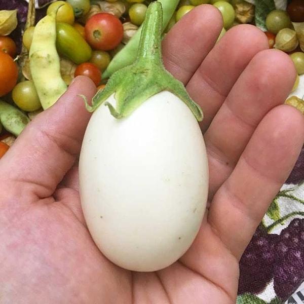 8. Patlıcanın İngilizcesi olan "eggplant" (yani tam kelime çevirisi olarak yumurtaya benzer bitki) kelimesi ise 18. yüzyıl ile birlikte benimsendi. Çünkü gerçekten ilk hali, yumurtaya benziyordu!